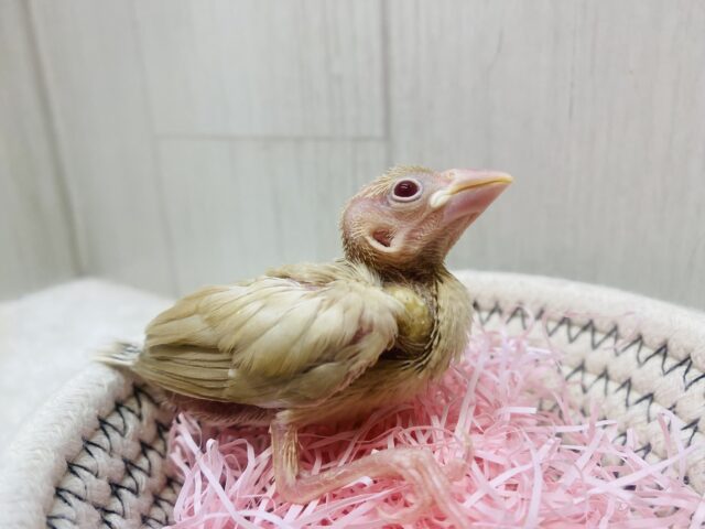 シナモン文鳥
