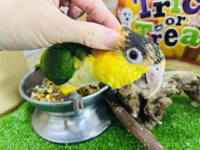 シロハラインコ