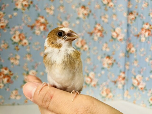 かわいこちゃんのおな~り~🕊️✨手乗り十姉妹ちゃん🤍🤎 十姉妹(ジュウシマツ)