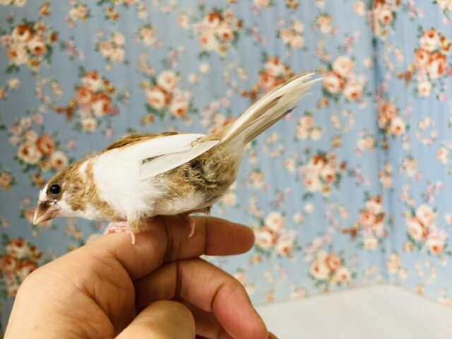 かわいこちゃんのおな~り~🕊️✨手乗り十姉妹ちゃん🤍🤎 十姉妹(ジュウシマツ)