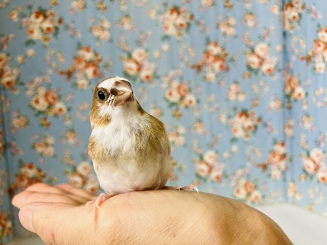 かわいこちゃんのおな~り~🕊️✨手乗り十姉妹ちゃん🤍🤎 十姉妹(ジュウシマツ)