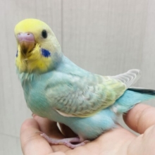 最新画像有ります❗️あと一羽✨キラキラ輝く妖精さんの登場デスっ🧚セキセイインコ（パステルカラーレインボー）🩵