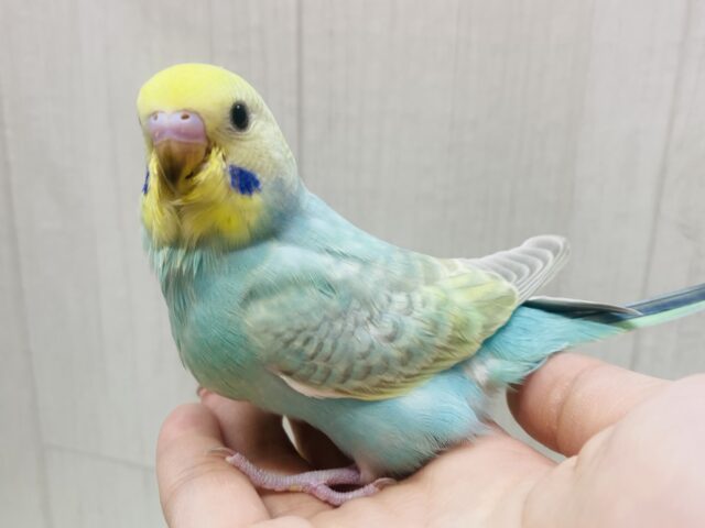 最新画像有ります❗️あと一羽✨キラキラ輝く妖精さんの登場デスっ🧚セキセイインコ（パステルカラーレインボー）🩵