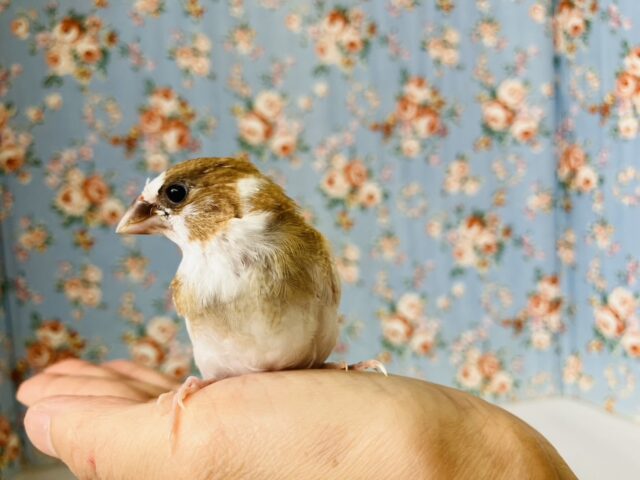 かわいこちゃんのおな~り~🕊️✨手乗り十姉妹ちゃん🤍🤎 十姉妹(ジュウシマツ)