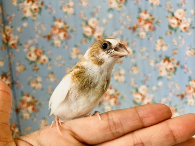 かわいこちゃんのおな~り~🕊️✨手乗り十姉妹ちゃん🤍🤎 十姉妹(ジュウシマツ)