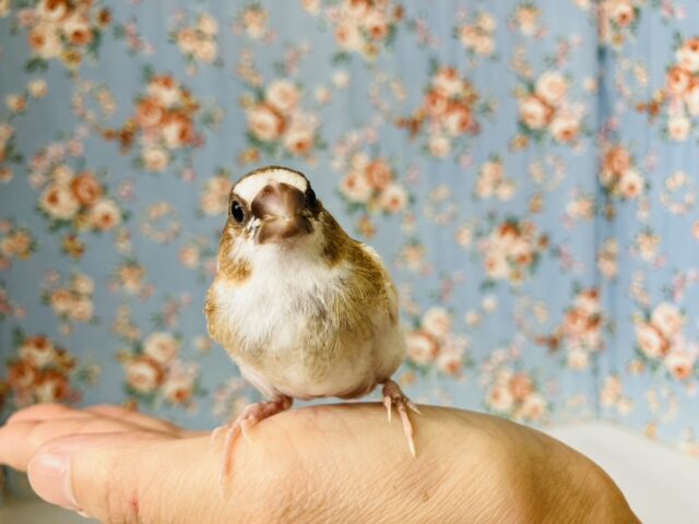 かわいこちゃんのおな~り~🕊️✨手乗り十姉妹ちゃん🤍🤎 十姉妹(ジュウシマツ)