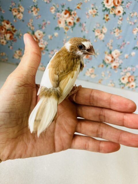 かわいこちゃんのおな~り~🕊️✨手乗り十姉妹ちゃん🤍🤎 十姉妹(ジュウシマツ)