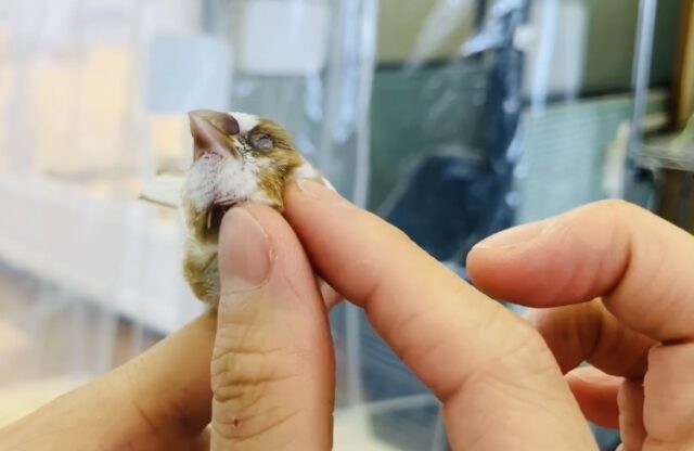 かわいこちゃんのおな~り~🕊️✨手乗り十姉妹ちゃん🤍🤎 十姉妹(ジュウシマツ)