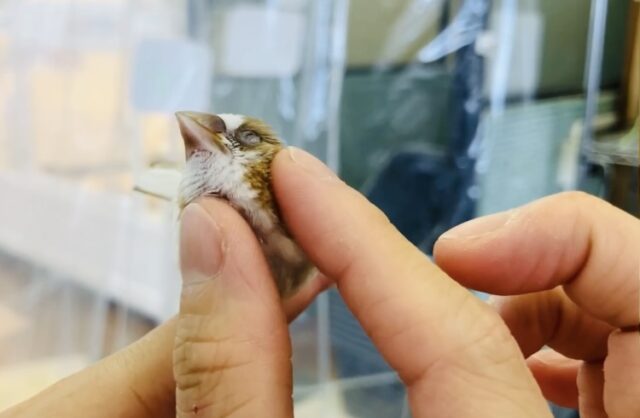 かわいこちゃんのおな~り~🕊️✨手乗り十姉妹ちゃん🤍🤎 十姉妹(ジュウシマツ)