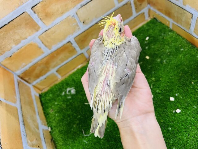 激甘🩶人が大好きなオカメインコ(シナモンパイド) オカメインコ
