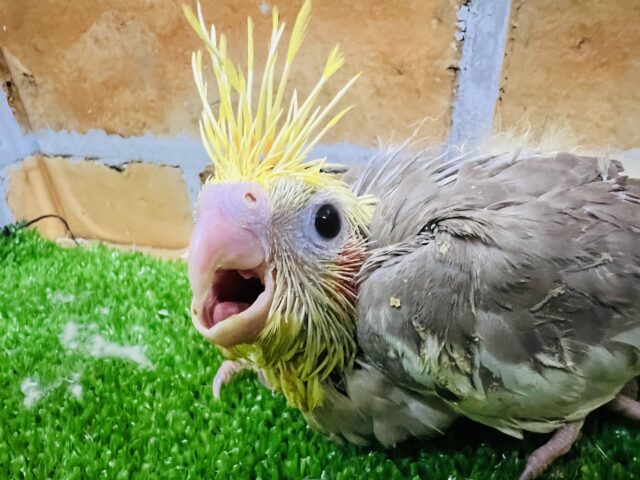 激甘🩶人が大好きなオカメインコ(シナモンパイド) オカメインコ