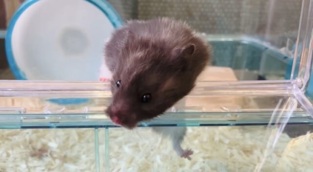 ゴールデンハムスター