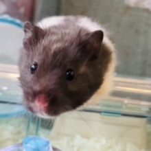 癒し溢れるコ🐹🤍☁︎トリコロールハムスターちゃん女のコ♀❤︎