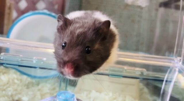 癒し溢れるコ🐹🤍☁︎トリコロールハムスターちゃん女のコ♀❤︎