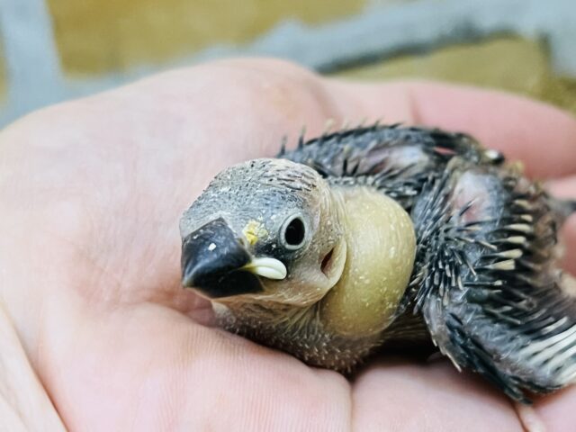 つるりん✨ちびちび桜文鳥入舎しました！
