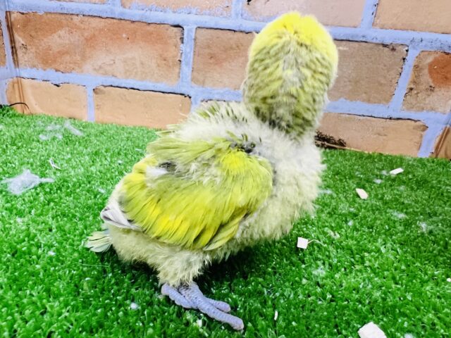 コザクラインコ（小桜インコ）