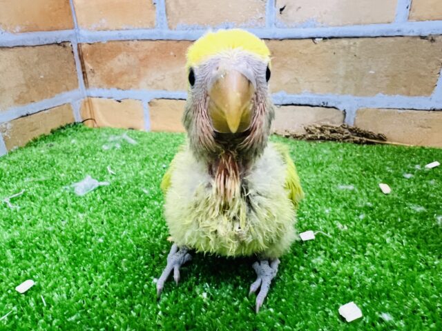 コザクラインコ（小桜インコ）