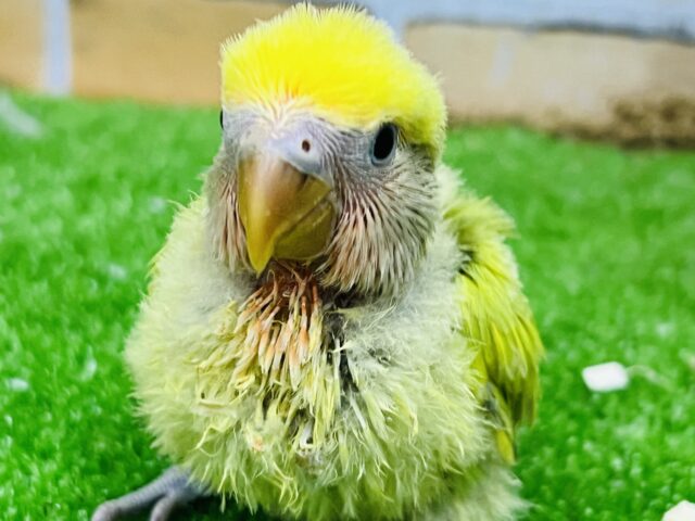 たっぷりのイエロー💛小桜インコのタイガーチェリーです！！🐯🍒