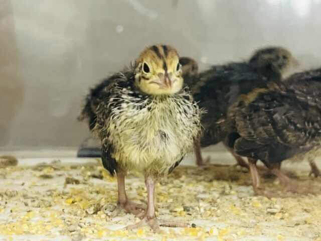 ぴよぴよ軍団参上‼︎うずらのヒヨコ再入舎です！