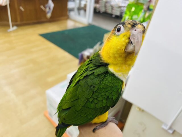 シロハラインコ