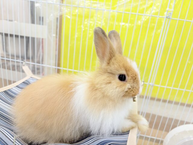 ライオンラビット