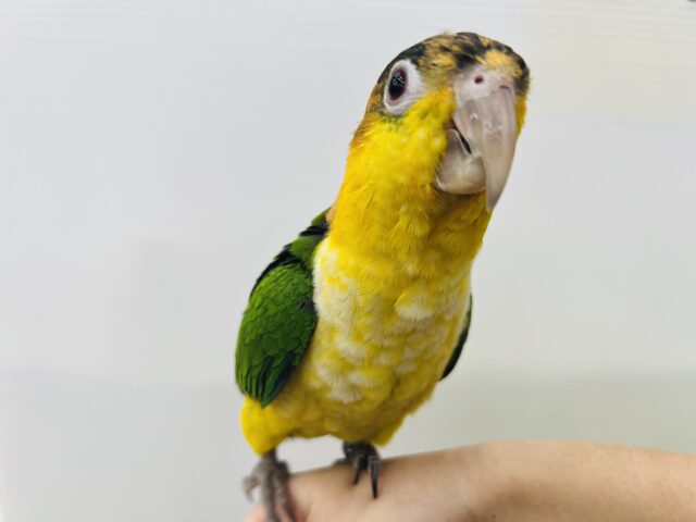 やんちゃ坊主‼︎主張強め〜シロハラインコ！！