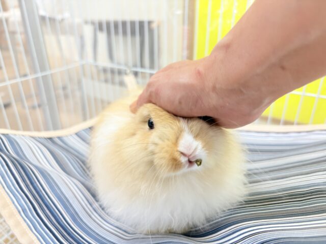 ライオンラビット