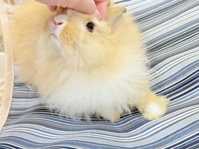 ライオンラビット