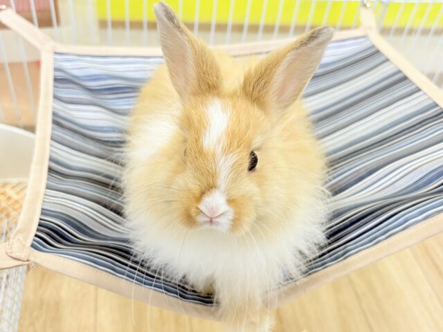 ライオンラビット