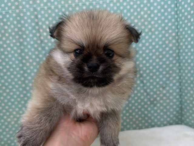 ポメペキ（ペキポメ）