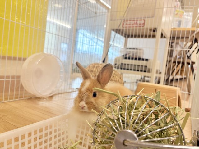 ライオンラビット