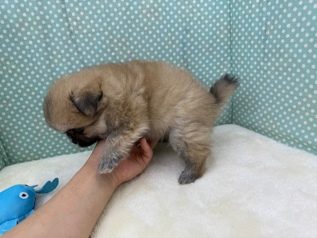 ポメペキ（ペキポメ）