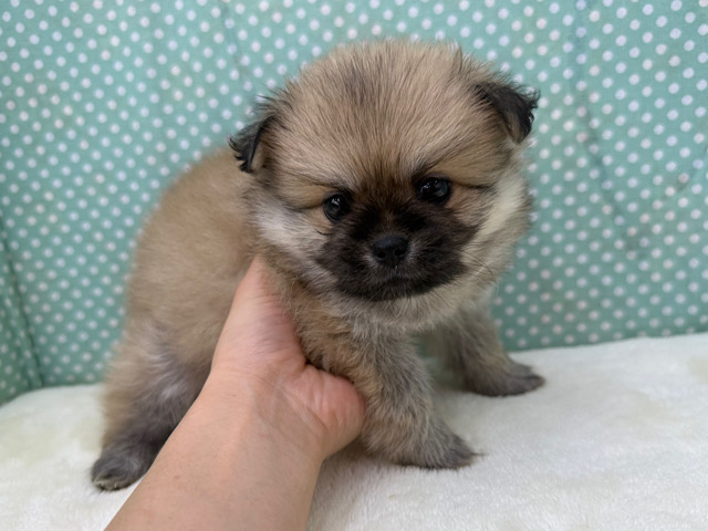 ポメペキ（ペキポメ）