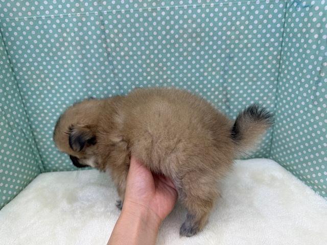 ポメペキ（ペキポメ）