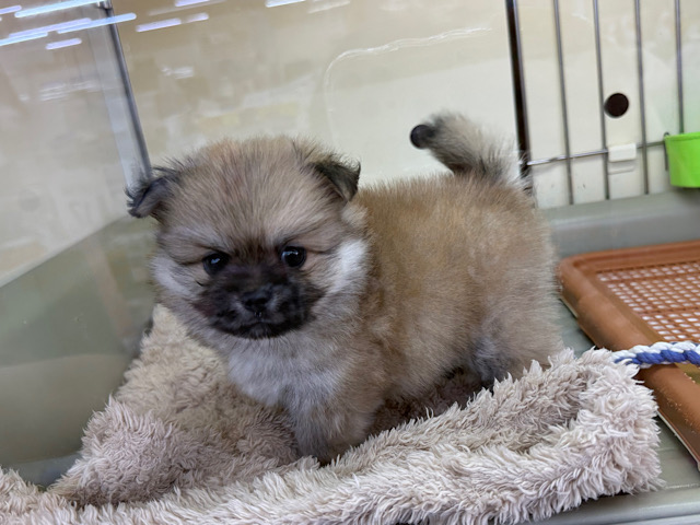 最新画像更新しました🌟きゅん💗ムチムチBODYなポメラニアン✖️ペキニーズのハーフ犬の男のコきました〜✨️ ポメペキ(ペキポメ)