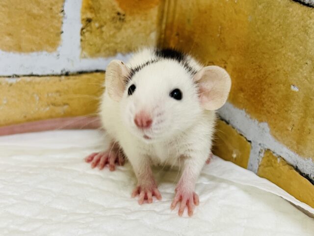 ファンシーラット