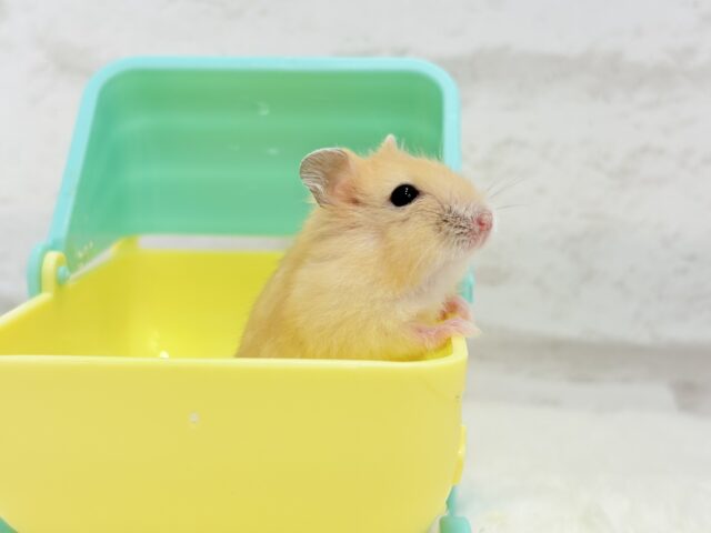 ドワーフハムスターの1種