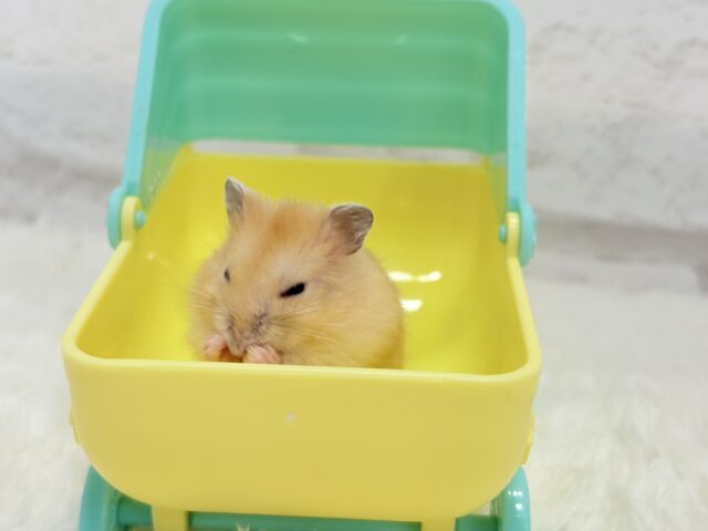 ドワーフハムスターの1種