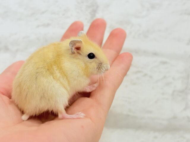 ドワーフハムスターの1種