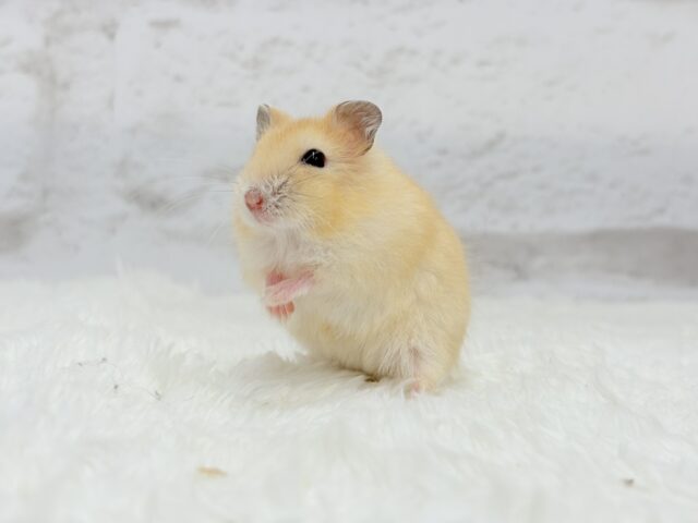 ドワーフハムスターの1種