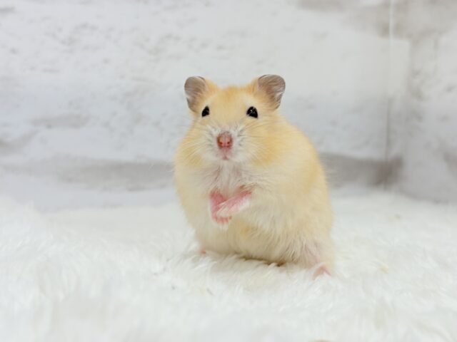 ドワーフハムスターの1種