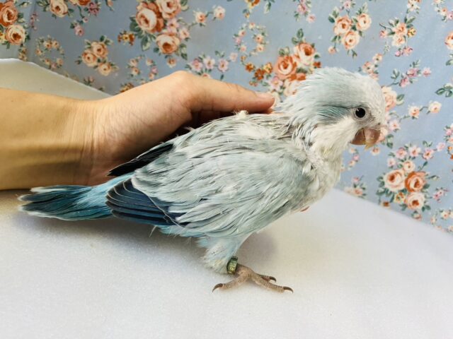 オキナインコ