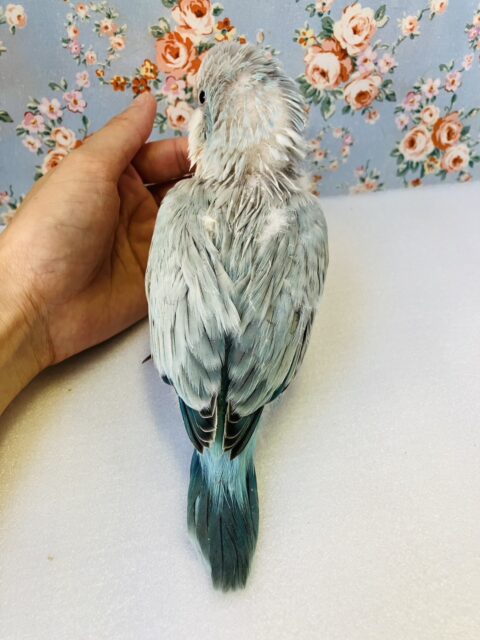 オキナインコ