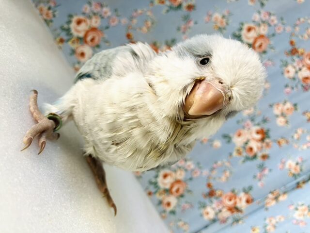 嬉しくってパタパタ揺れちゃう🐥🩵🤍ベビーオキナインコちゃん(ブルーオパーリン)🪽✨