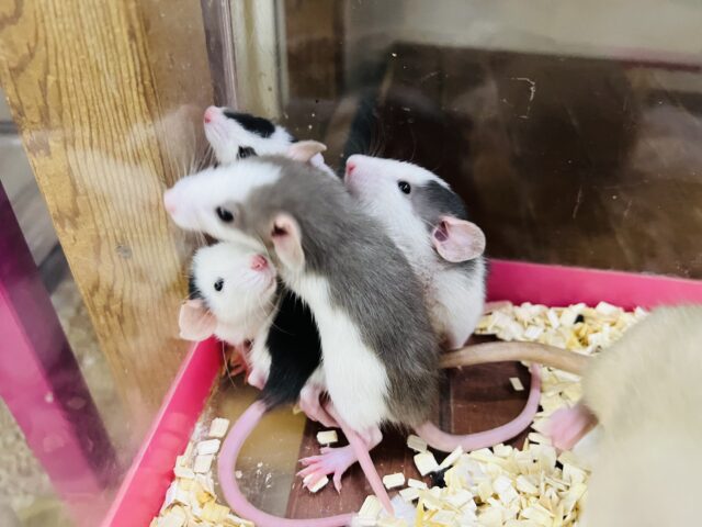 ファンシーラット