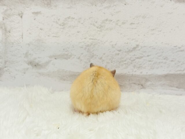 ドワーフハムスターの1種