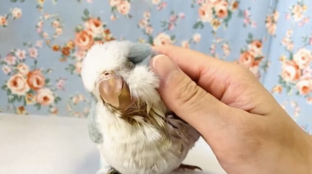 オキナインコ