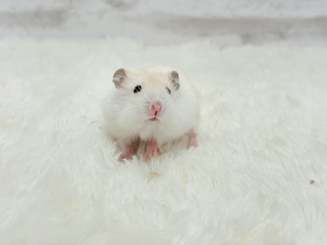 ドワーフハムスターの1種