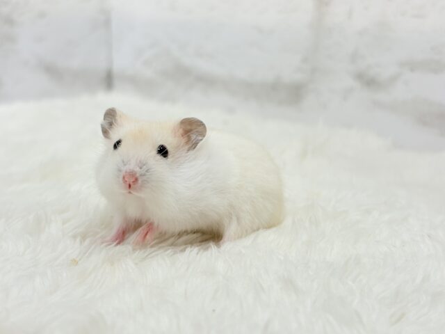 ドワーフハムスターの1種