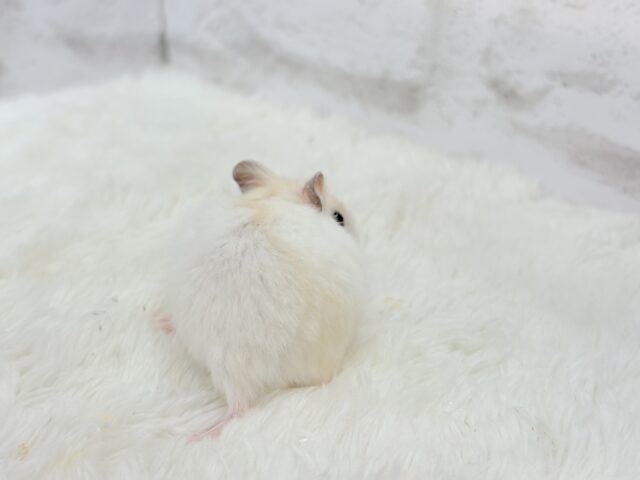 ドワーフハムスターの1種
